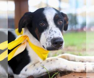 Mutt Dogs for adoption in San Antonio, TX, USA