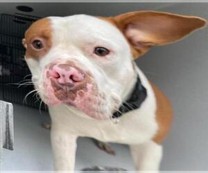 Bullypit Dogs for adoption in Houston, TX, USA
