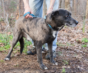 Catahoula Leopard Dog Dogs for adoption in Clarkesville, GA, USA