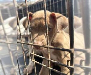 Labrador Retriever-Unknown Mix Dogs for adoption in Houston, TX, USA