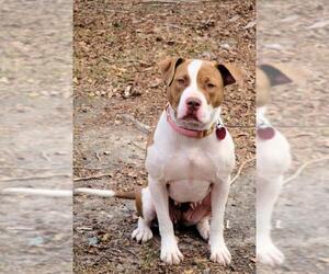American Staffordshire Terrier Dogs for adoption in Columbia, SC, USA