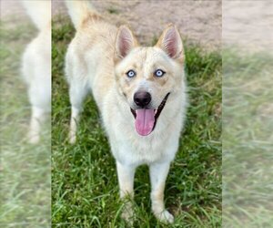 Siberian Husky Dogs for adoption in Conroe, TX, USA