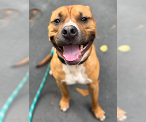 Bulloxer Dogs for adoption in Decatur, GA, USA