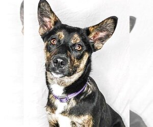 Australian Kelpie-Huskies  Mix Dogs for adoption in Pryor, OK, USA