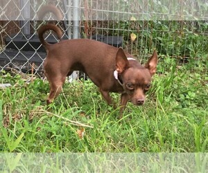 Chihuahua Dogs for adoption in Okeechobee, FL, USA