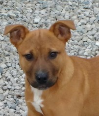 Boxador Dogs for adoption in Cabool, MO, USA