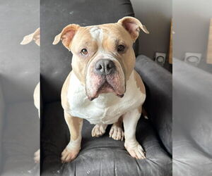 Medium Photo #3 Bulldog-Unknown Mix Puppy For Sale in Germantown, OH, USA