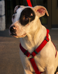 Dalmatian Dogs for adoption in Norman, OK, USA