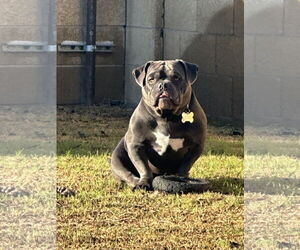 Bulldog Dogs for adoption in Chandler, AZ, USA