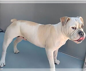 Bulldog Dogs for adoption in Pasadena, CA, USA