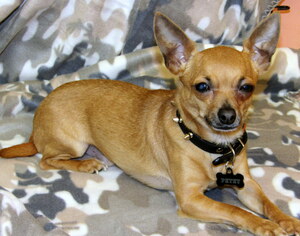 Chihuahua Dogs for adoption in York, SC, USA