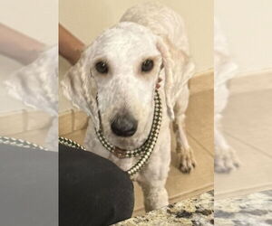 Golden Retriever Dogs for adoption in Boca Raton, FL, USA