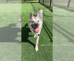 Alaskan Malamute Dogs for adoption in Fort Worth, TX, USA