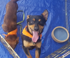 Dorgi Dogs for adoption in FAIRLAWN, OH, USA