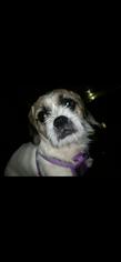 Shih Tzu Dogs for adoption in Charleston , WV, USA