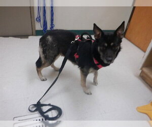 German Shepherd Dog-Unknown Mix Dogs for adoption in Oroville, CA, USA