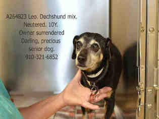 Dachshund Dogs for adoption in Fayetteville, NC, USA