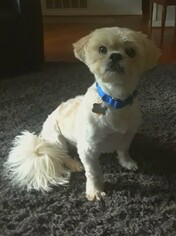 Lhasa Apso Dogs for adoption in Atlanta, GA, USA