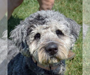 Australian Shepherd-Unknown Mix Dogs for adoption in Huntley, IL, USA