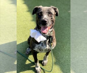 Labrador Retriever-Unknown Mix Dogs for adoption in Marina del Rey, CA, USA