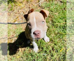 American Bulldog Dogs for adoption in Ocean Springs, MS, USA