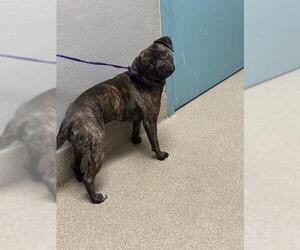 Chihuahua-Unknown Mix Dogs for adoption in Las Vegas, NV, USA