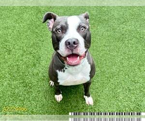 American Pit Bull Terrier Dogs for adoption in West Palm Beach, FL, USA