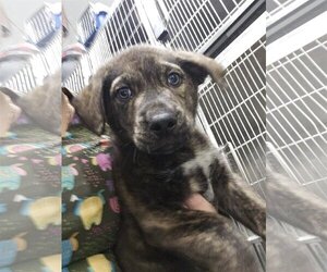 Mastador Dogs for adoption in Chico, CA, USA