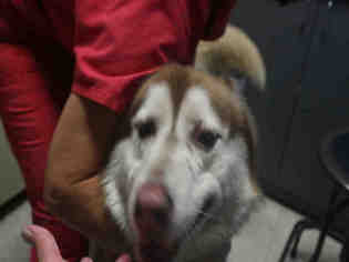 Siberian Husky Dogs for adoption in Redlands, CA, USA