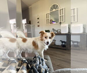 Chion Dogs for adoption in Polson, MT, USA