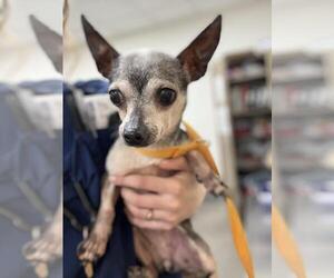 Chihuahua Dogs for adoption in Forestville, MD, USA