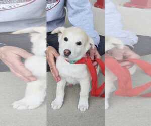 Huskies -Siberian Husky Mix Dogs for adoption in Castle Rock, CO, USA