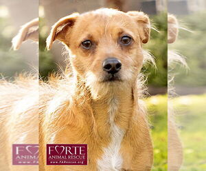 Mutt Dogs for adoption in Marina del Rey, CA, USA