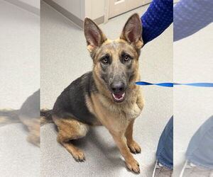 German Shepherd Dog Dogs for adoption in La Porte, IN, USA
