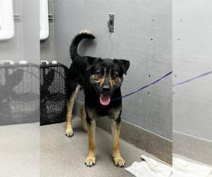 German Shepherd Dog-Unknown Mix Dogs for adoption in Las Vegas, NV, USA