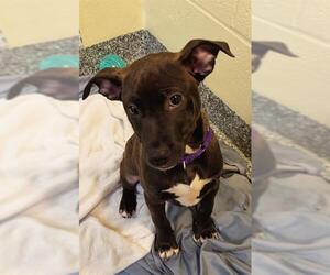 Feist Terrier-Unknown Mix Dogs for adoption in Brewster, MA, USA
