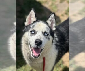 Siberian Husky-Unknown Mix Dogs for adoption in San Bernardino, CA, USA