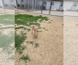 German Shepherd Dog-Unknown Mix Dogs for adoption in Maquoketa, IA, USA