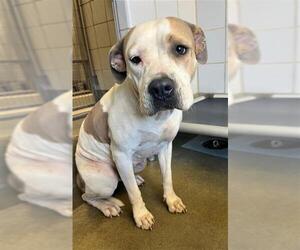 American Staffordshire Terrier-Unknown Mix Dogs for adoption in San Antonio, TX, USA