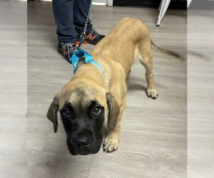 Mastiff-Unknown Mix Dogs for adoption in Belleville, MI, USA