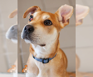 Black and Tan Coonhound-Labrador Retriever-Labrador Retriever Mix Dogs for adoption in Roanoke, VA, USA