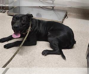 American Pit Bull Terrier Dogs for adoption in Bakersfield, CA, USA