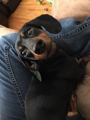 Dachshund Dogs for adoption in Maple Grove, MN, USA