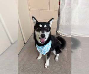 Siberian Husky-Unknown Mix Dogs for adoption in McKinney, TX, USA