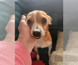 Chihuahua-Unknown Mix Dogs for adoption in Cranston, RI, USA