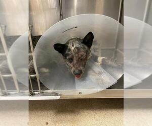 Mutt Dogs for adoption in Riverside, CA, USA