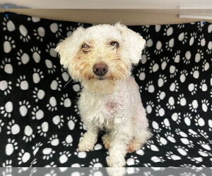 Poodle (Miniature)-Unknown Mix Dogs for adoption in HESPERIA, CA, USA