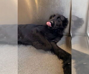 Labrador Retriever Dogs for adoption in Downey, CA, USA