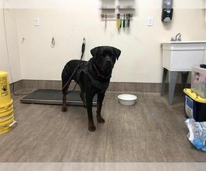 Rottweiler-Unknown Mix Dogs for adoption in Pasadena, CA, USA