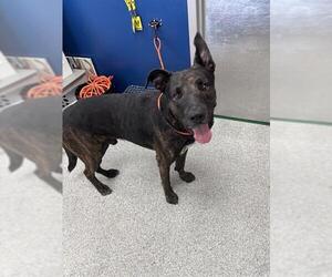 Holland Shepherd-Unknown Mix Dogs for adoption in Pasadena, TX, USA